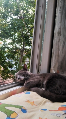 Eğitimli, uysal ve oyun arkadaşı bir kedi fotoğraf