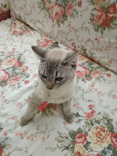 10 Aylık Erkek British Shorthair fotoğraf