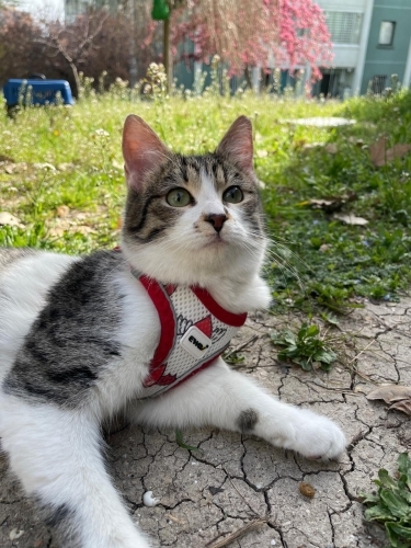 Sevgi Delisi ve Uysal Sakız'ımıza Ömürlük Yuva Aranıyor fotoğraf