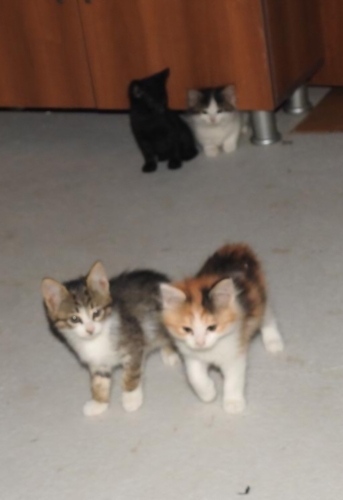 Calico kıza yuva fotoğraf