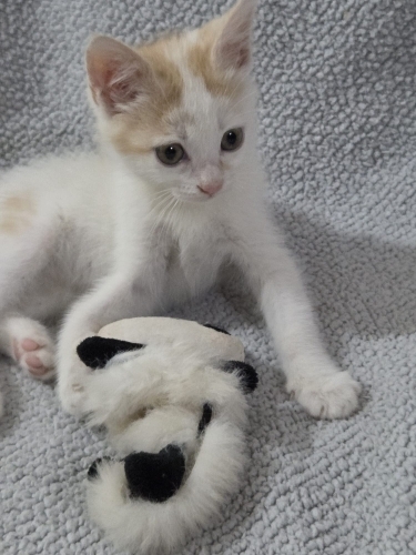 Minik Prens Acilen Sevgi Dolu Ailesini Arıyor! fotoğraf