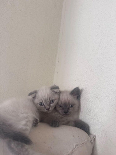 🐾 Ömürlük Yuva Aranıyor 🐾 fotoğraf