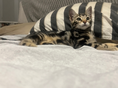 Oyuncu tekir kedi köpek anlasıyor fotoğraf