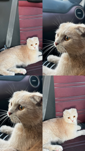 SOKAKTA BULUNDU ACİL YUVAA fotoğraf