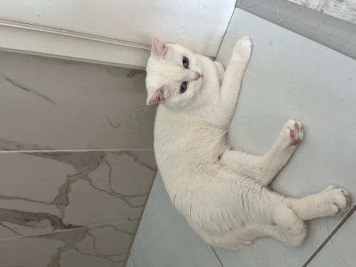 British shorthair cinsi 1 yaşında kedi fotoğraf