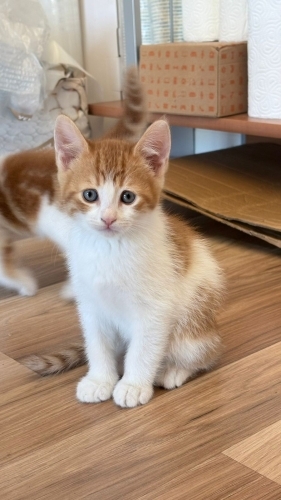 Şirin kardeslere yuva ariyoruz fotoğraf