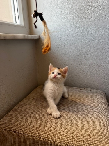 1.5 Aylık Dişi Calico Yavru Kedi Ömürlük Yuvasını Arıyor fotoğraf