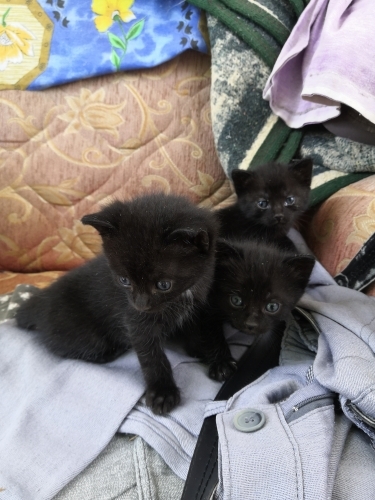 Üç Küçük Yavru Kedi fotoğraf