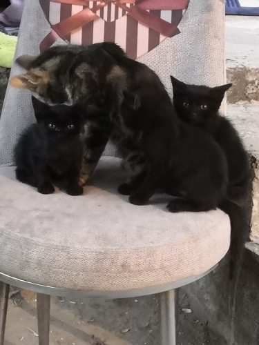 Üç Küçük Yavru Kedi fotoğraf