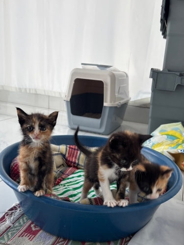 Karpuz, Susam ve Karamel kardeşler o şanslı kişiyi arıyor😸 fotoğraf