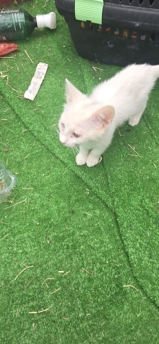 Sokağa atılmış, bir yuvası olsun fotoğraf
