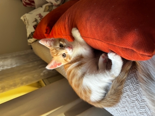 Minnoş mu minnoş bebiş fotoğraf