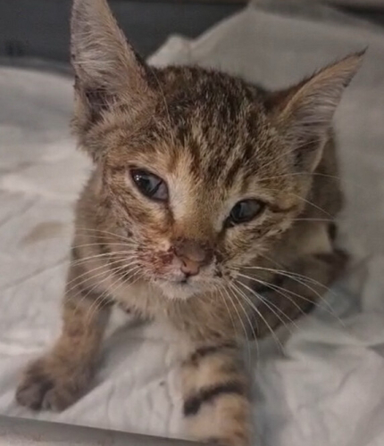 Tekir Dişi Kedi 3 AYLIK fotoğraf