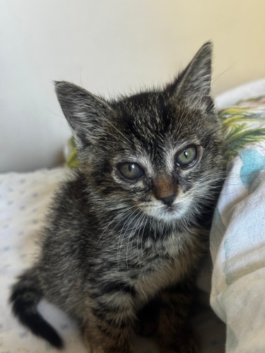 KURTARDIĞIMIZ YAVRU KEDİ ALVIN YUVA ARIYOR🐾 fotoğraf