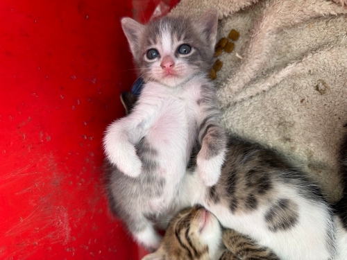 Yavru kedi sahiplendirme fotoğraf