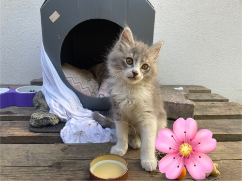 Tatlı krizine birebir fotoğraf