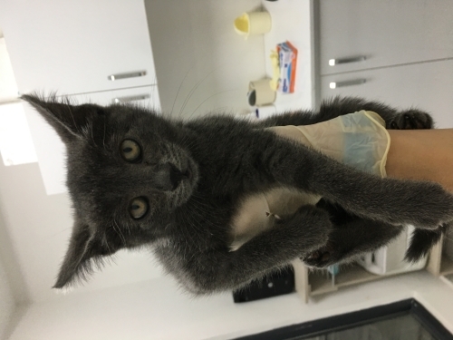 Russian Blue+Tekir Karışımı Melez Yavru fotoğraf