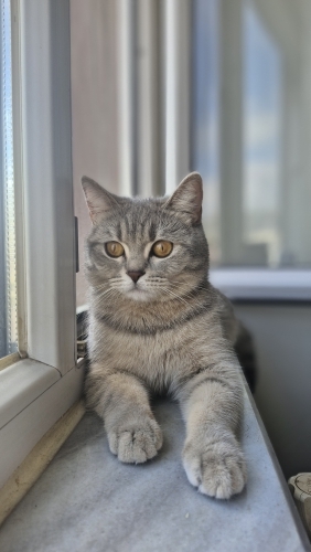 Güzeller güzeli kızımızı sahiplendiriyoruz fotoğraf