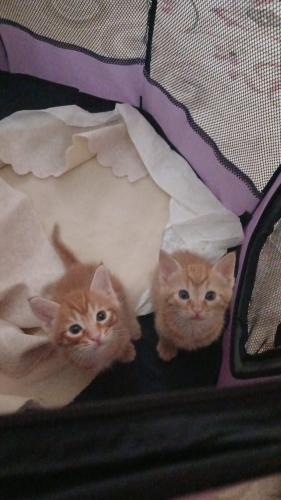 8 haftalık aşırı tatlı oyuncu sarman oğlanımız Ginger fotoğraf