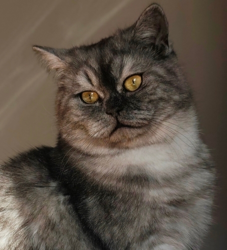 British,kısır, cana yakın,oyuncu Merlin'e yuva fotoğraf