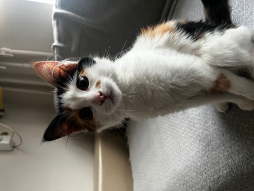 Calico Mocha ömürlük yuvasını arıyor fotoğraf