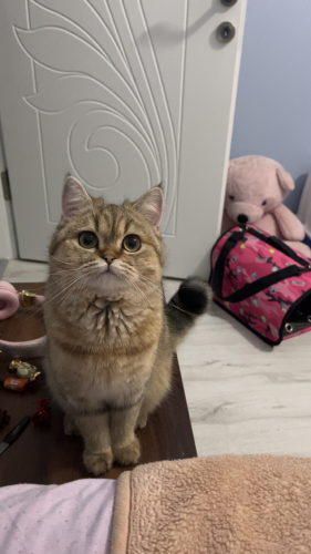 Ücretsiz sahiplendirme yuva aranıyor fotoğraf