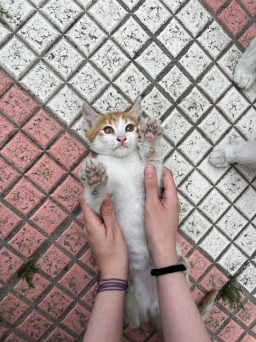 BADEM YUVASINI ARIYOR fotoğraf