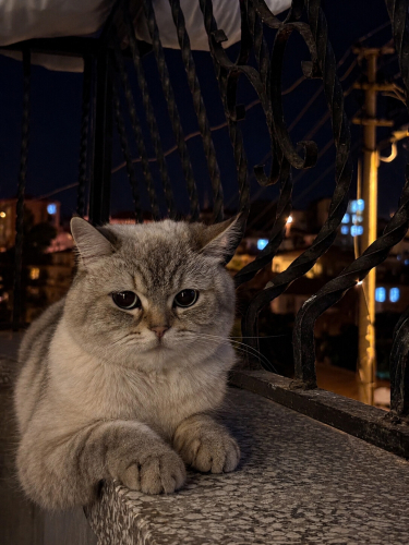 ÜCRETSİZ SAHİPLENDİRİLECEKTİR fotoğraf