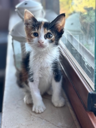 Peşinizden ayrılmayan bir dost fotoğraf