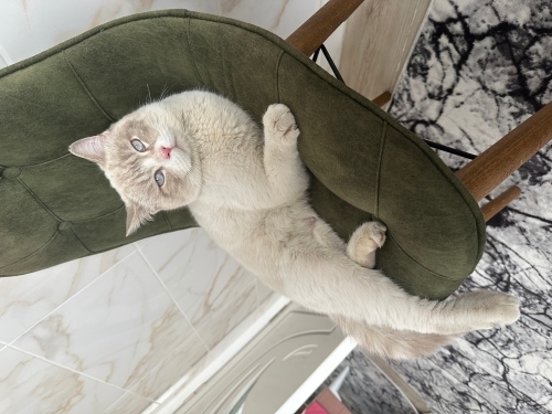Ücretsiz sahiplendirme fotoğraf