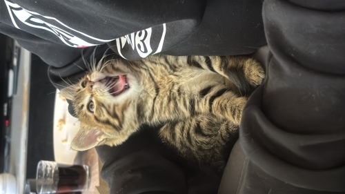 Yuva Arayan Minik Erkek Kedi fotoğraf