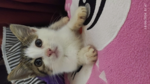 Çok oyuncu ve sevimli bir çocuk fotoğraf
