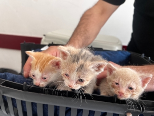 Üç yavru kedi 1 aylıklar fotoğraf