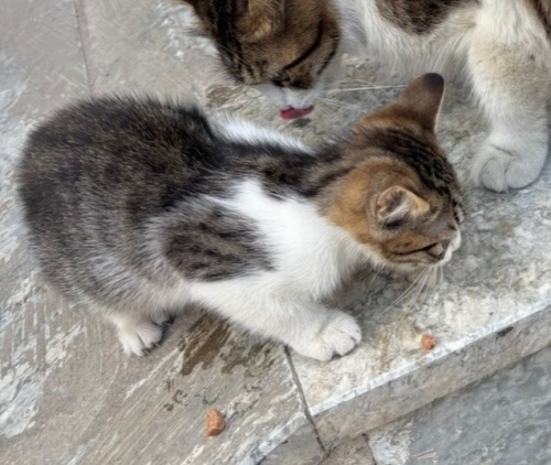 Sokakta tek başına yavrucuk fotoğraf