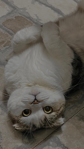 Kedişimee yuvaaaaa fotoğraf
