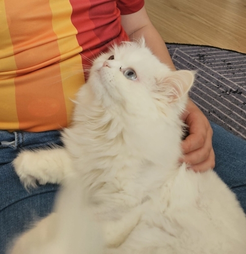 SEVGİYE AÇ BİR BRİTİSH fotoğraf