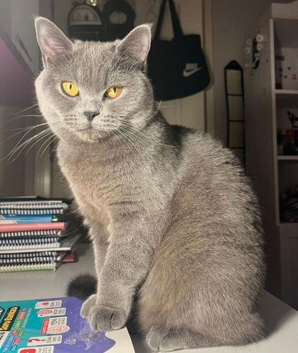 Fıstık Yuva Arıyor :) fotoğraf