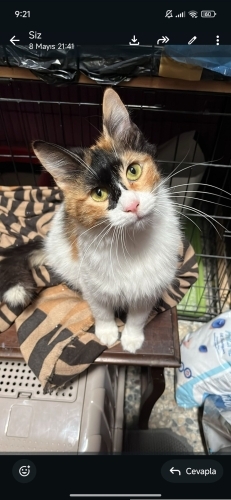 Kedi güzeli Güneş ☀ fotoğraf