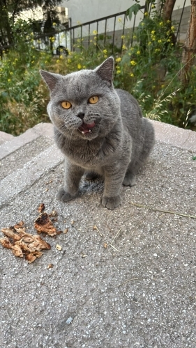 Sokaktan bulundu fotoğraf