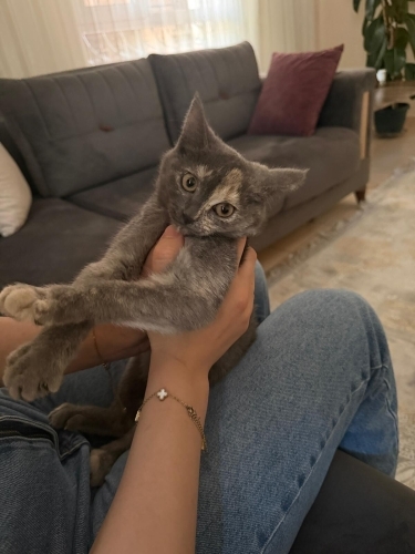 Melez taptatlı calico fotoğraf