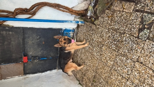 Alman Kurdu -2.5 yaşında uysal fotoğraf