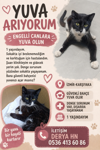 Acil yuva arıyoruz fotoğraf