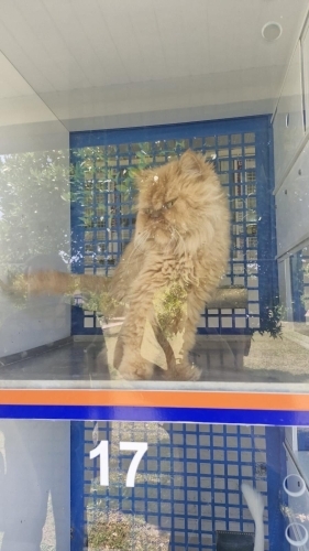 Sarıya acil yuva arıyoruz fotoğraf