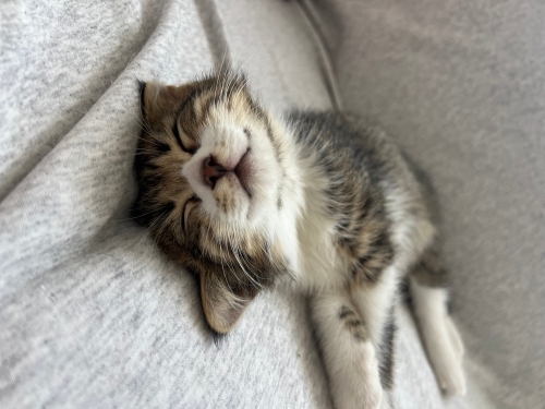 BUDDY GERİ DÖNÜYOR 💔 fotoğraf