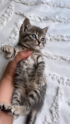 kızımıza yuva arıyoruz fotoğraf