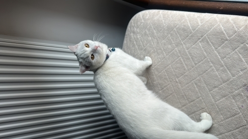 Uysal,Sevimli,oyuncu kedi fotoğraf