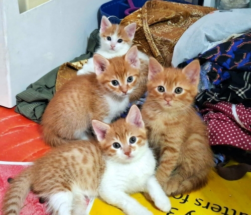 Oyuncu kediler mutlu ailelerini arıyor fotoğraf