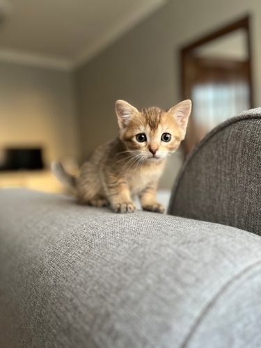 tekir ve scottish kedi kırması fotoğraf