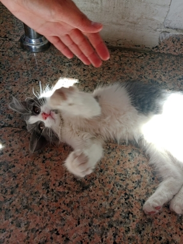 🐾 Yuva Arayan Erkek Yavru Kedi 🐾 fotoğraf