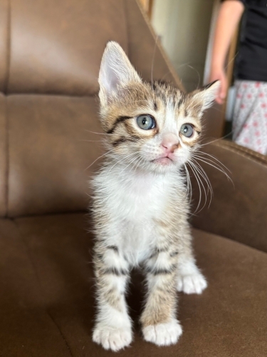 1,5 aylık yavru kedi yuva arıyor fotoğraf
